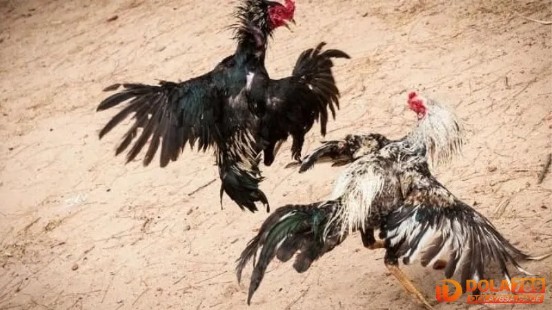 Trực tiếp đá gà Savan - Kèo chuẩn từ trường gà uy tín 2 Đá gà Savan là gì?